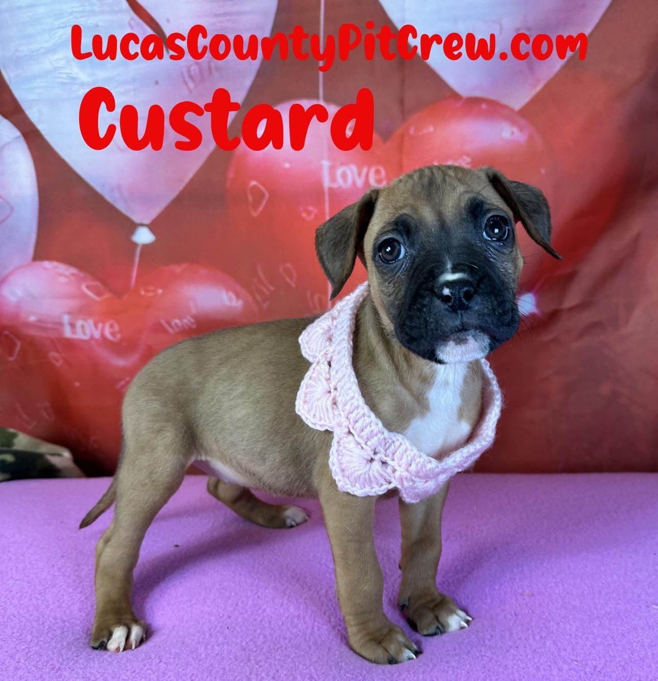 Custard