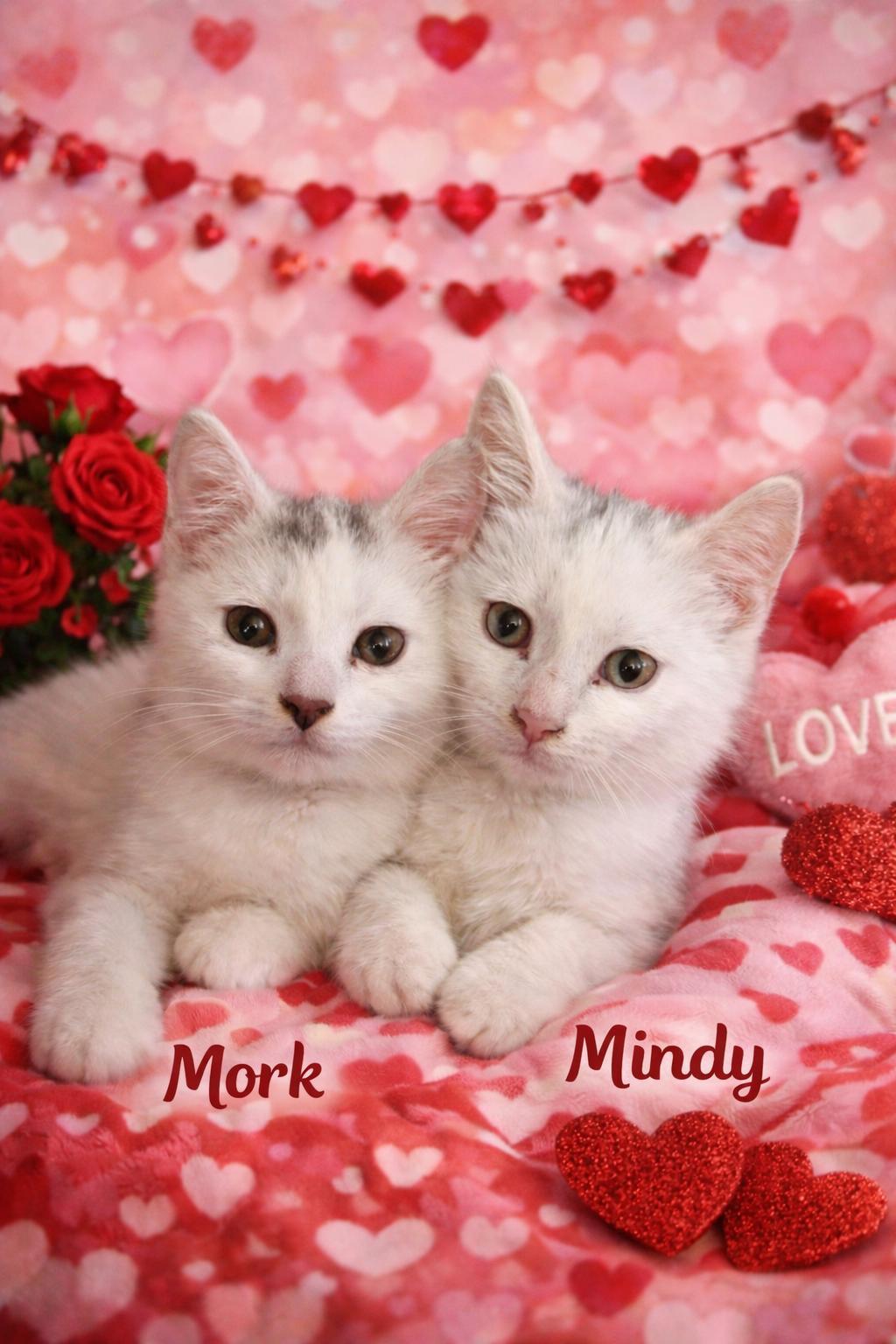Mork & Mindy ~