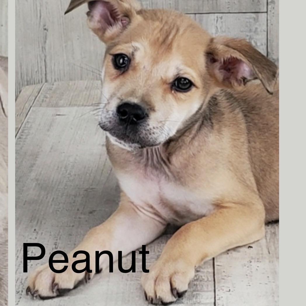 Peanut