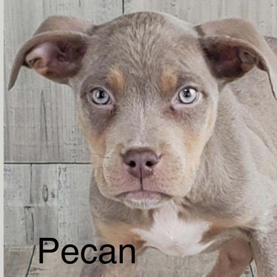 Pecan