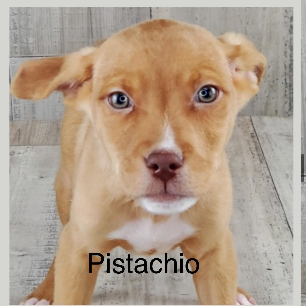 Pistachio