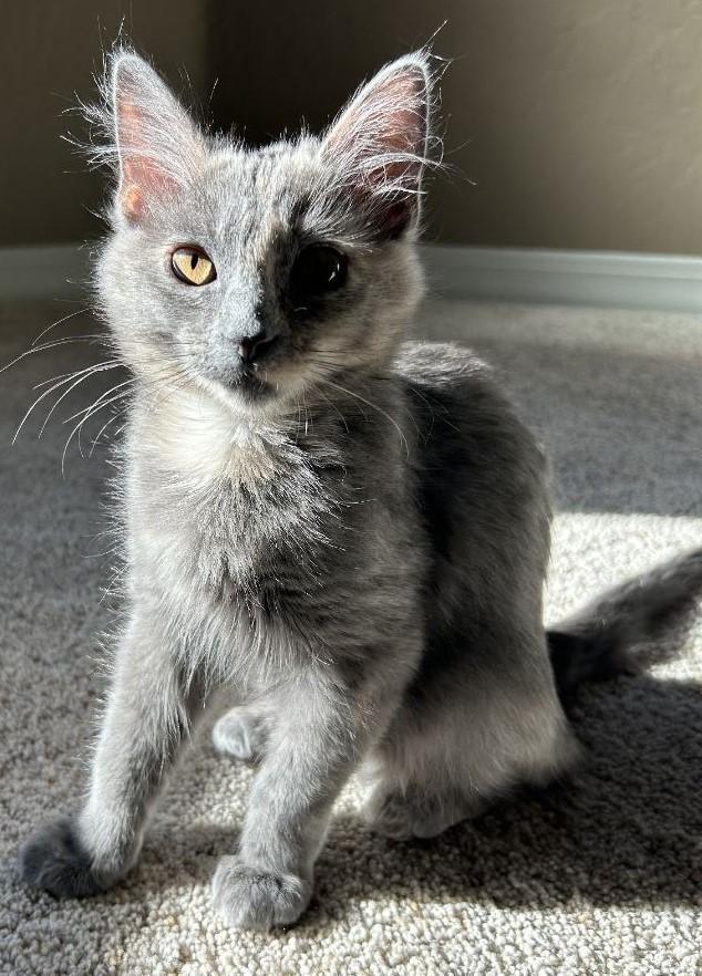 Grizbo: A Sweet Gray