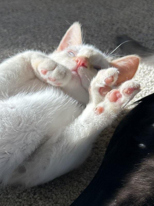 Misty: A Creamcolored Bundle