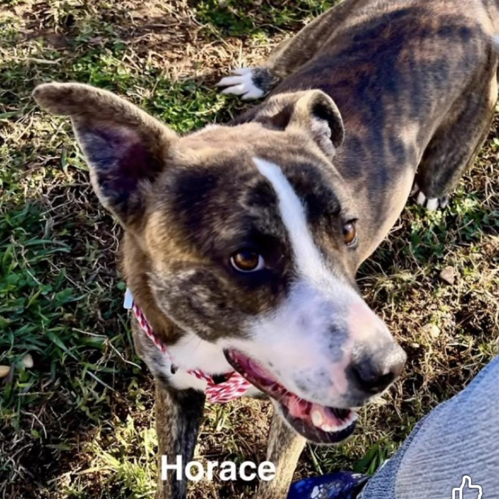 Horace