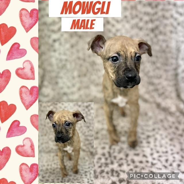 Mowgli