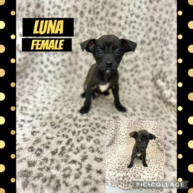 Luna