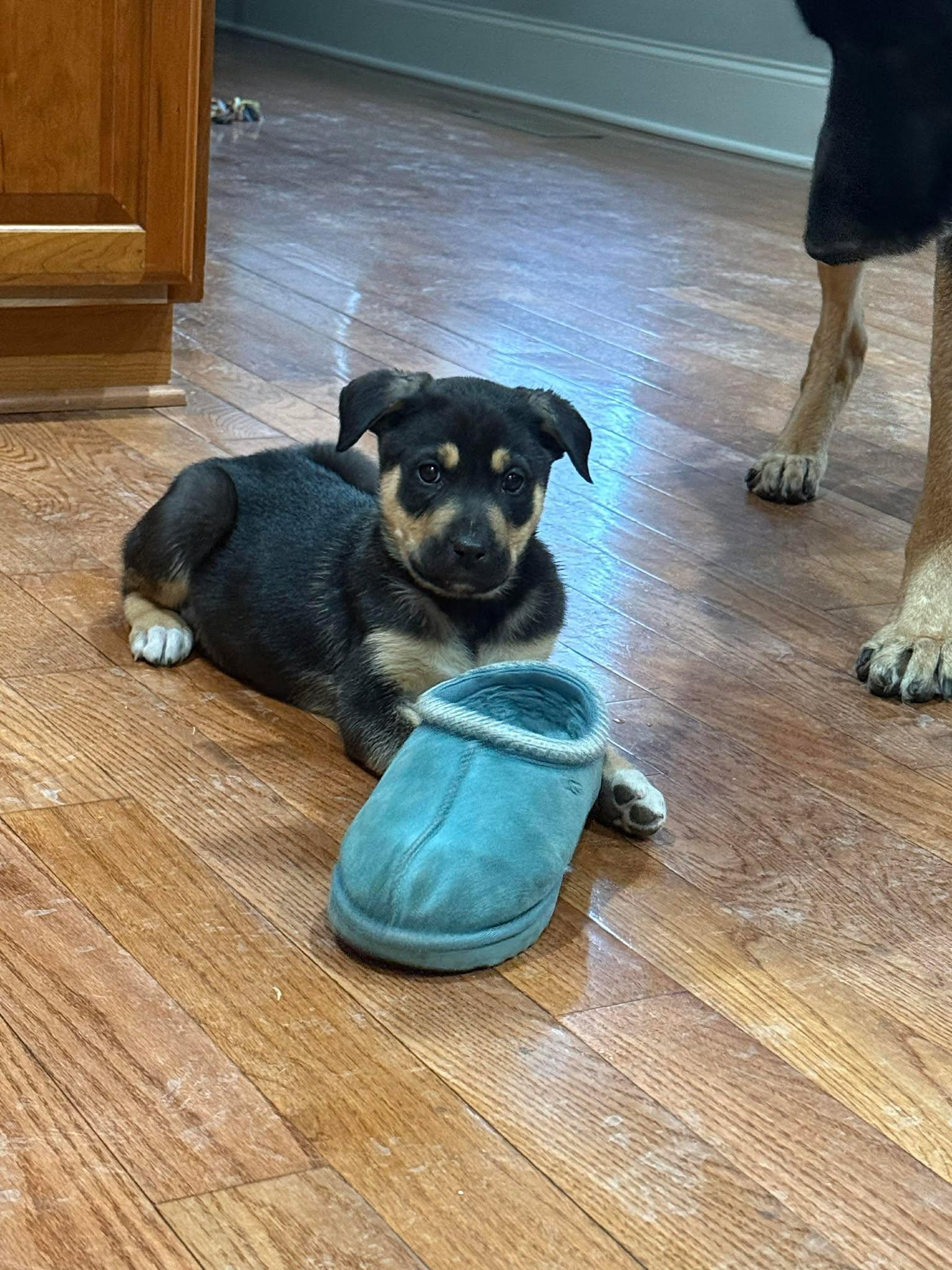 Georgenick Of Time Litter