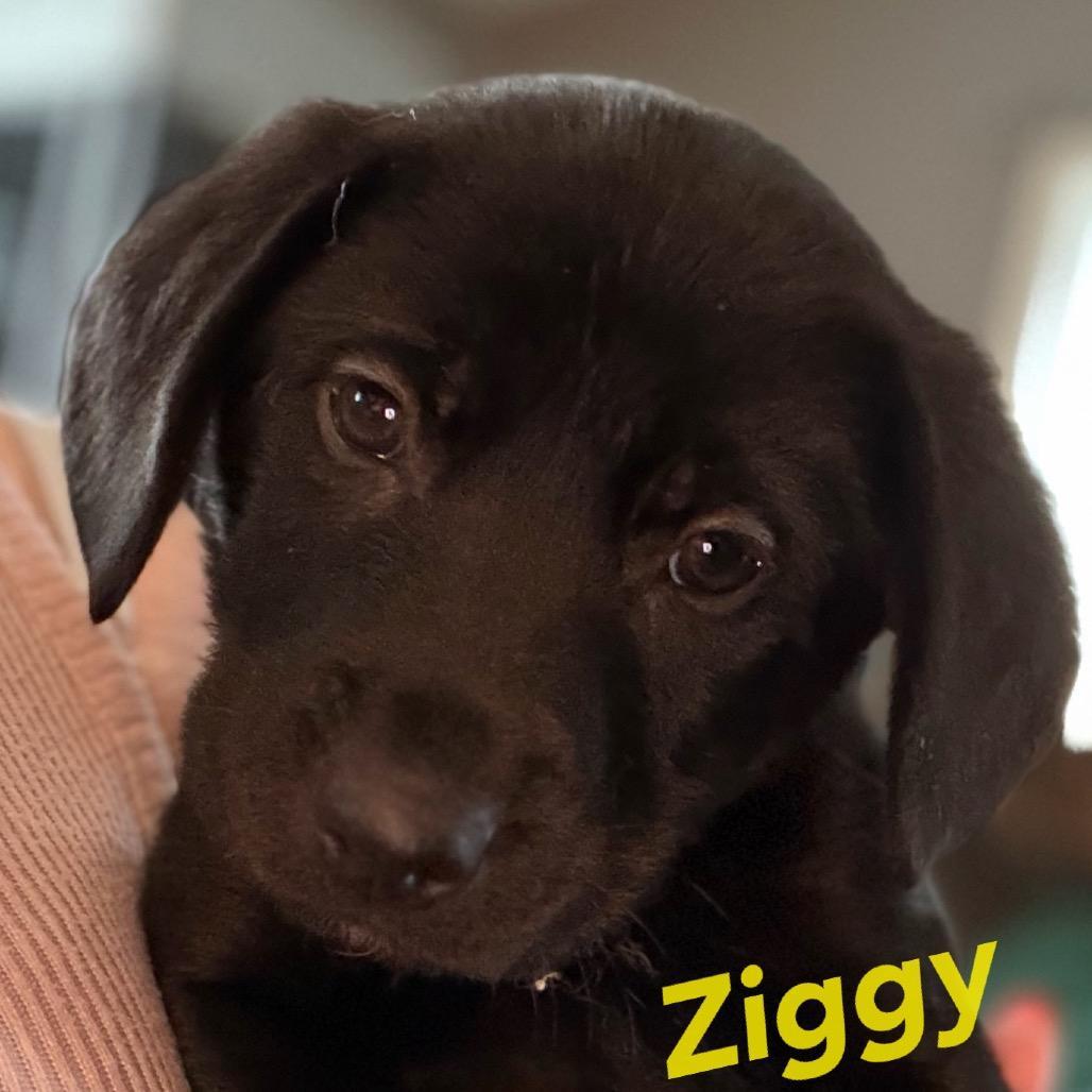Ziggy Yellow