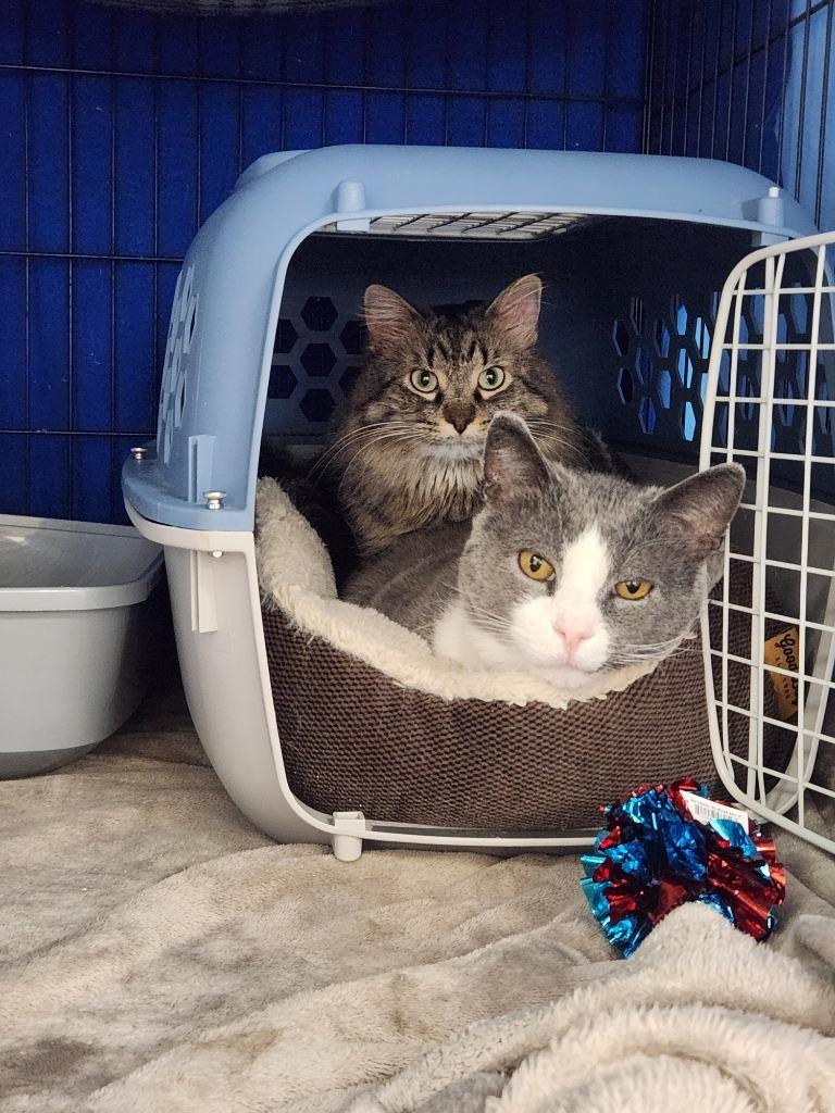 Darling Dixie Mister