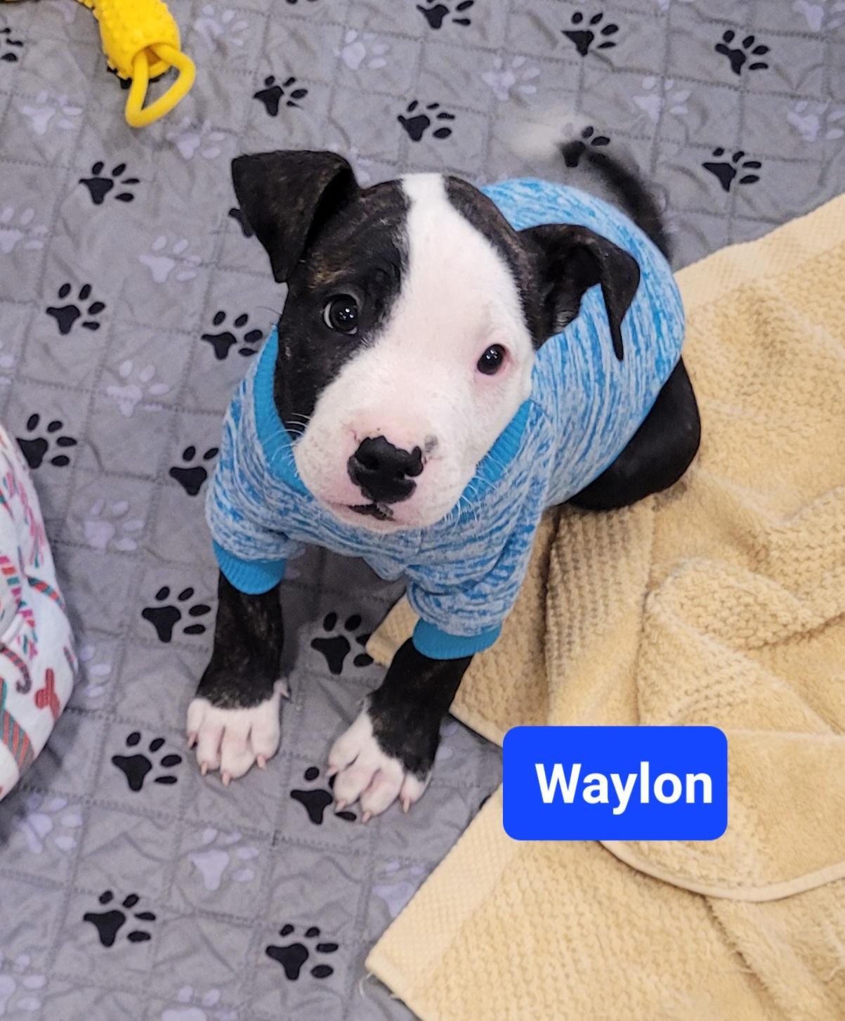 Waylon