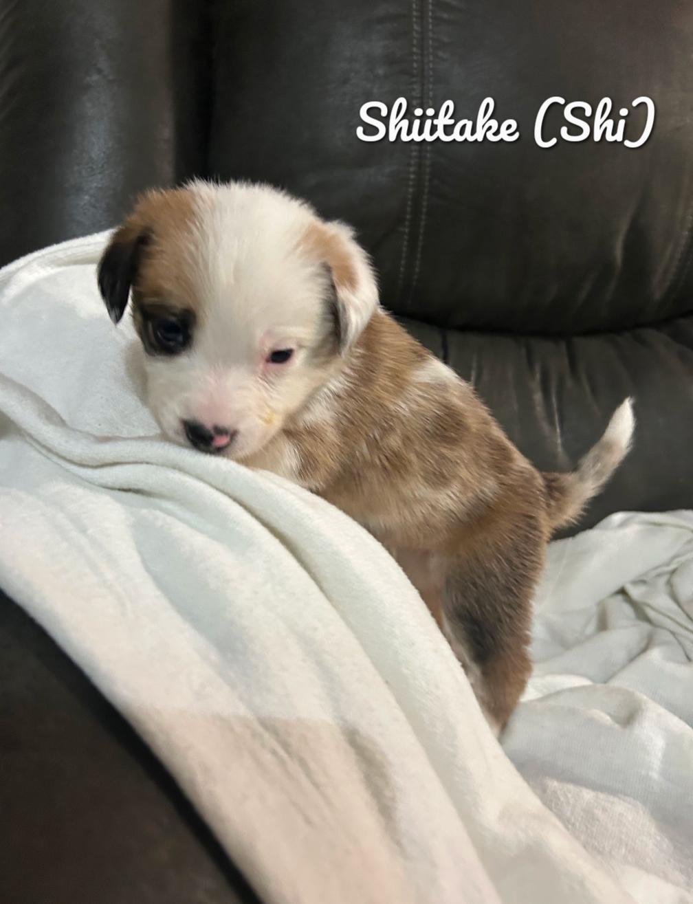 Shiitake