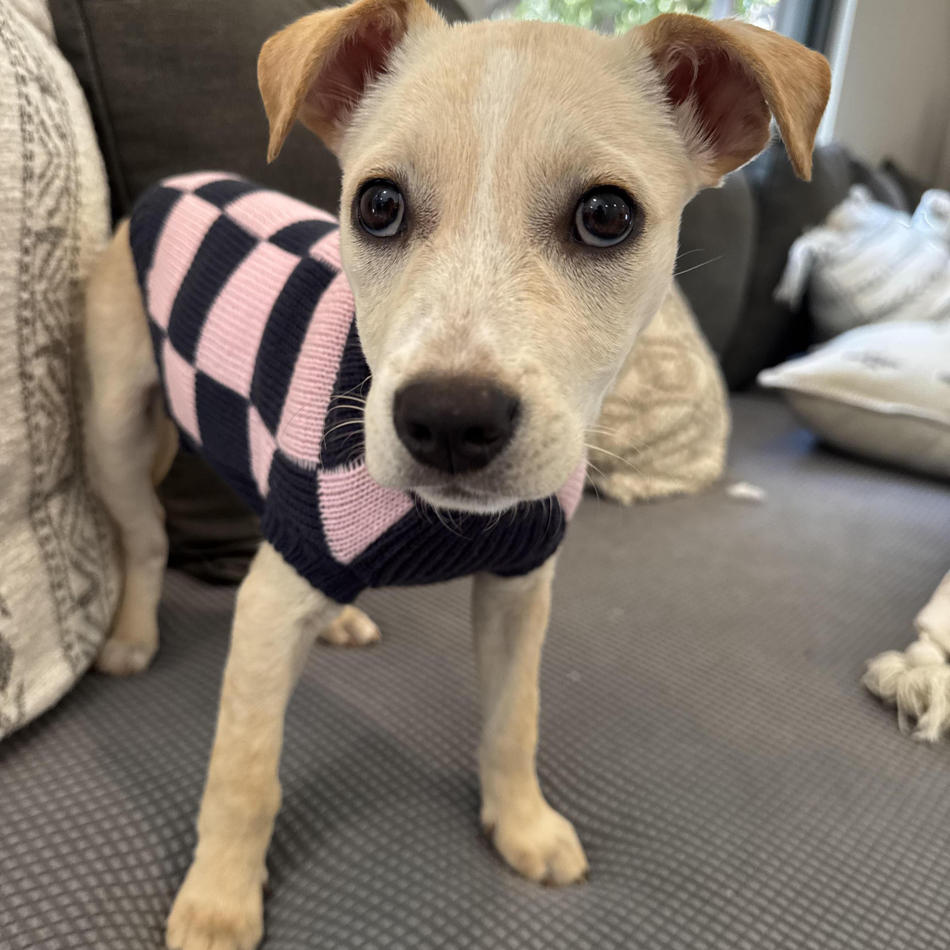 🥒 Pickles The Sweet