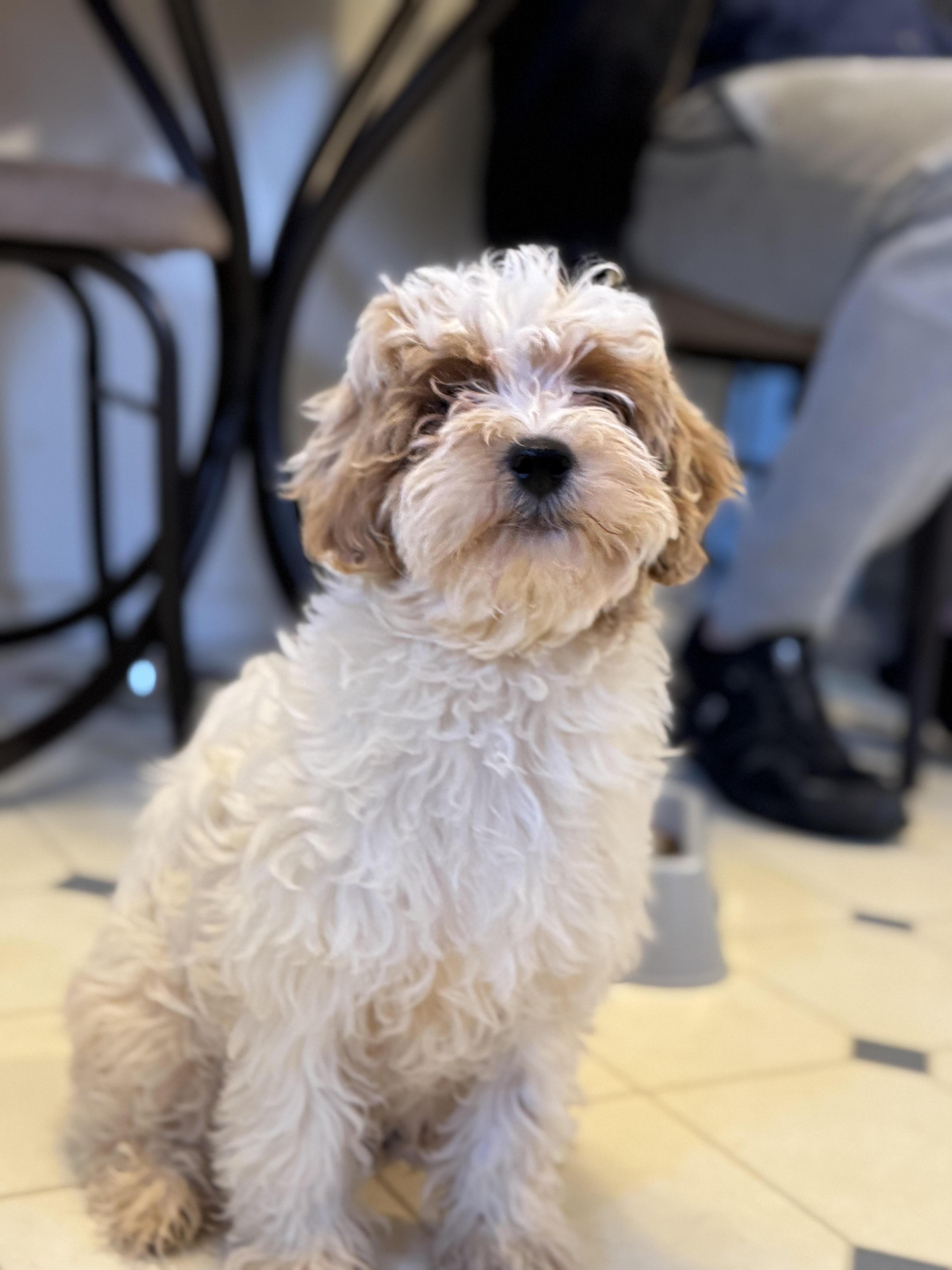 Bobby Flay! Sweet Happy