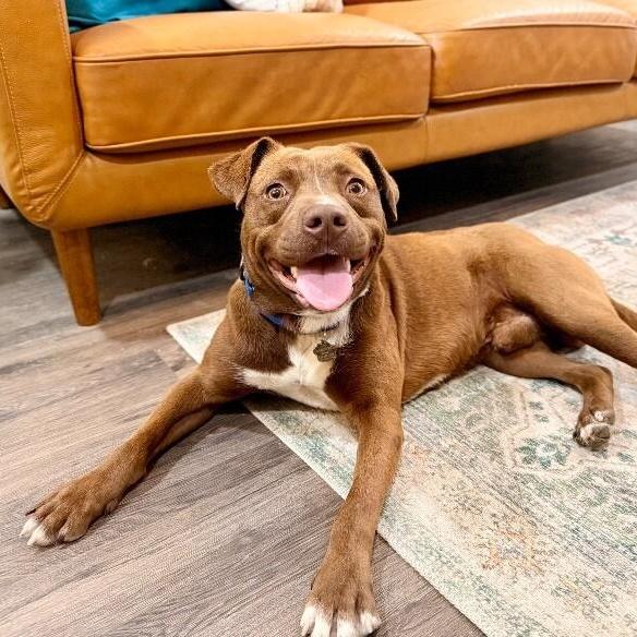 Bourbon Baby The Mini