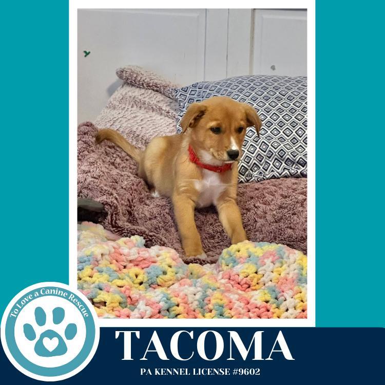Tacoma