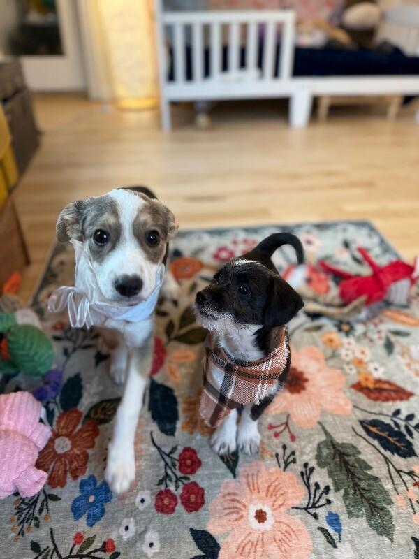 Gizma Lots Of Kisses