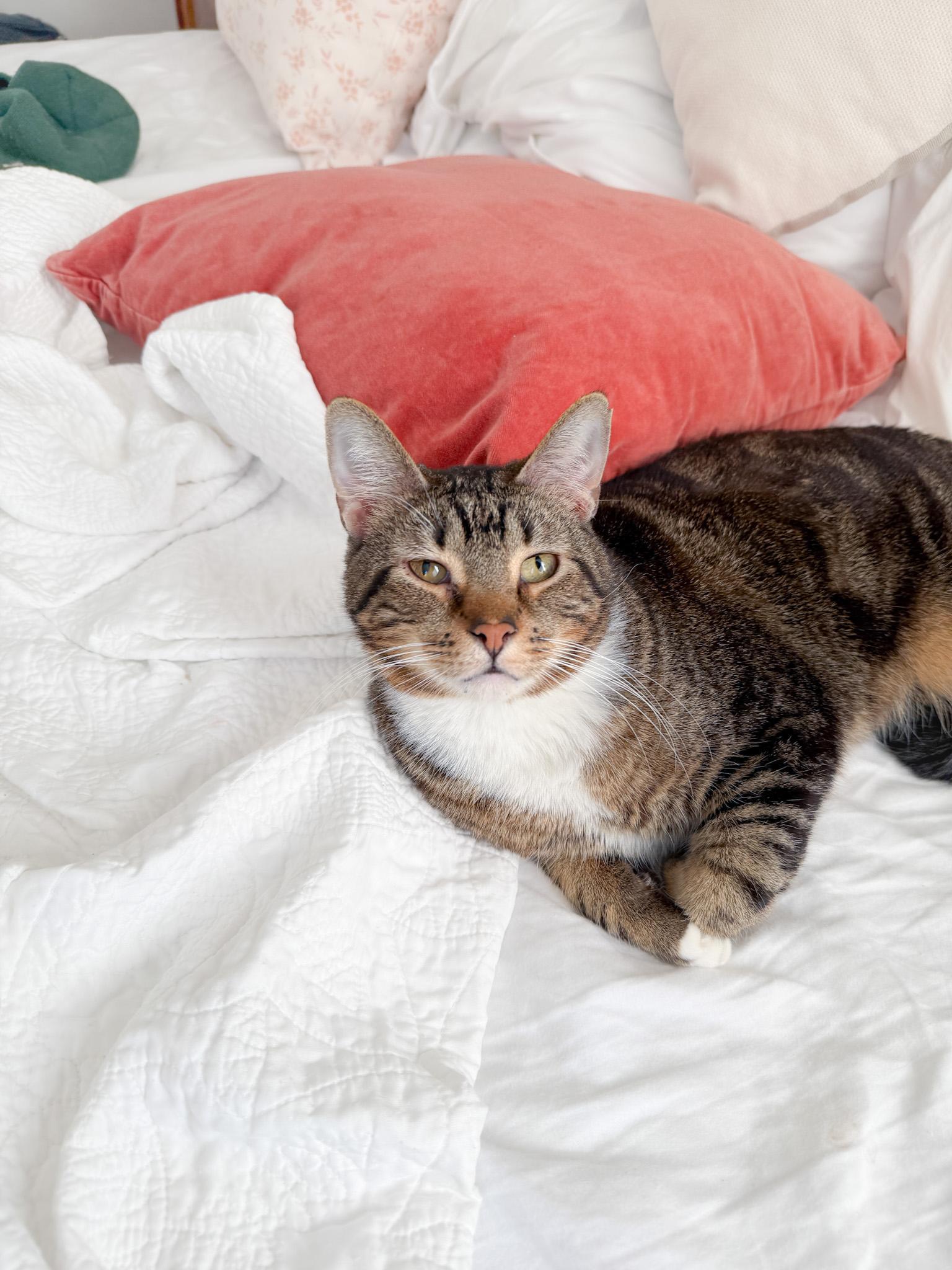 Butterbean "bb" Wobbly