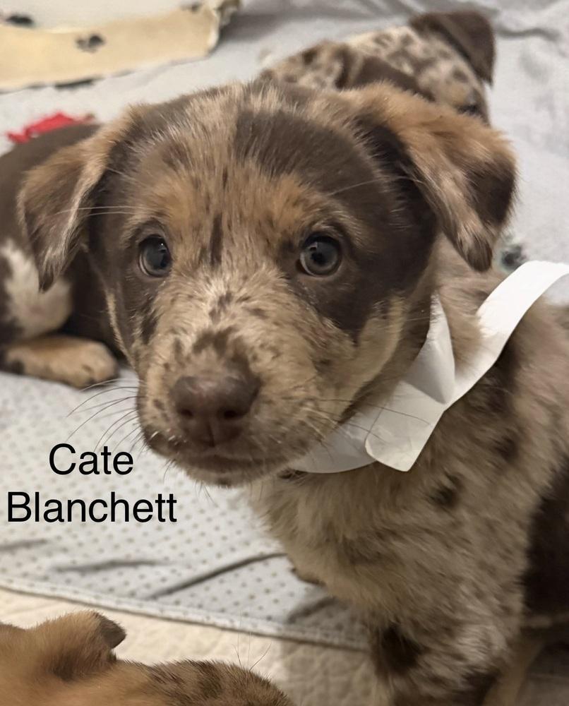 Aussie Littercate Blanchett