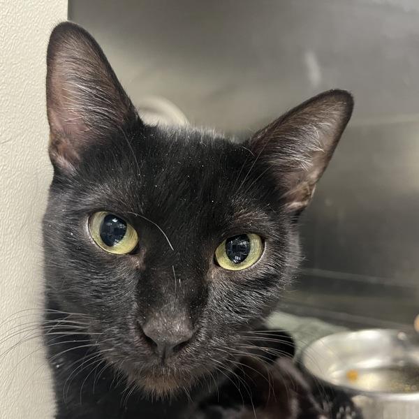 Katniss Bonded Buddy