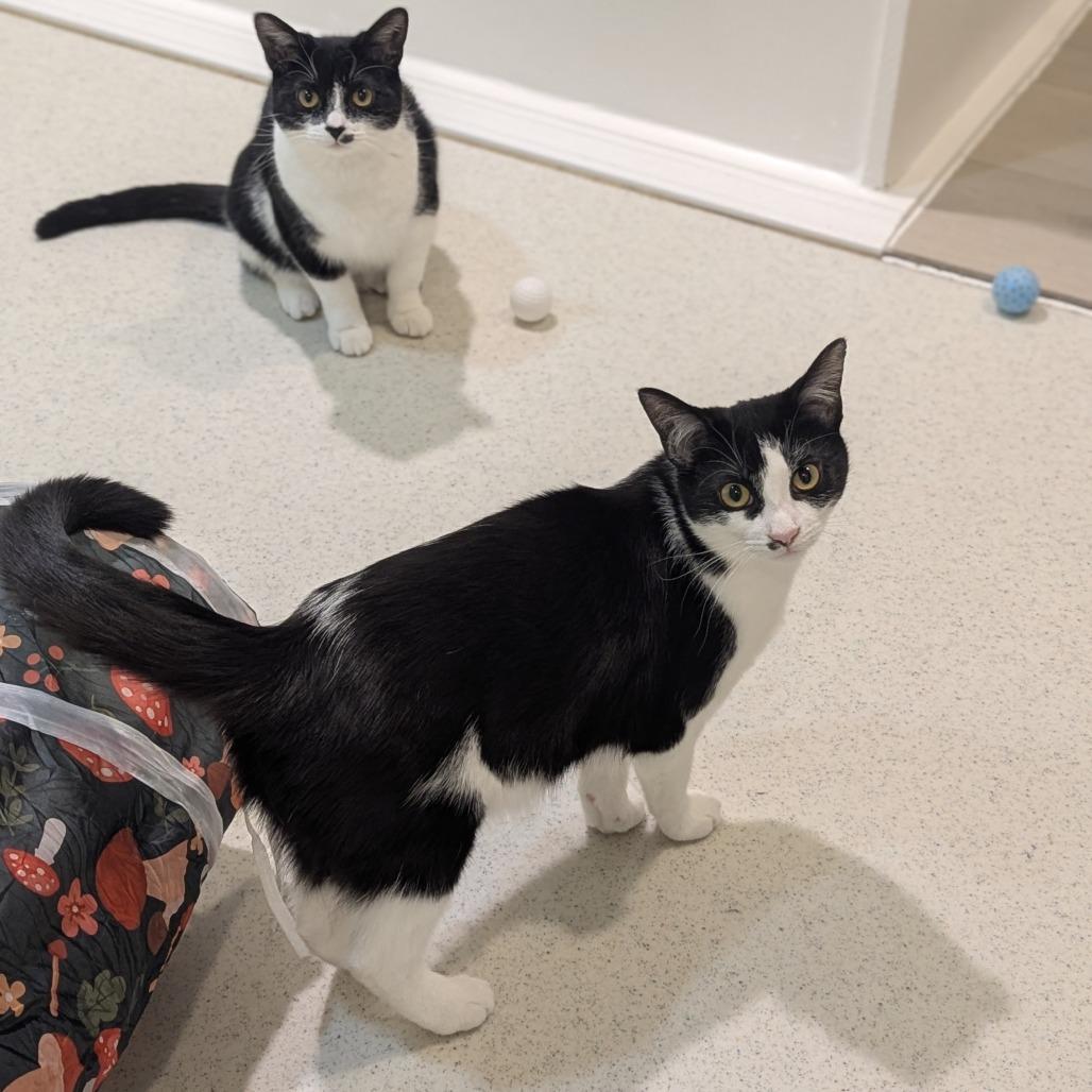 Cherry And Gigi Bonded