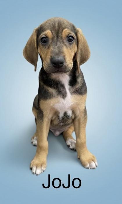 Jojo