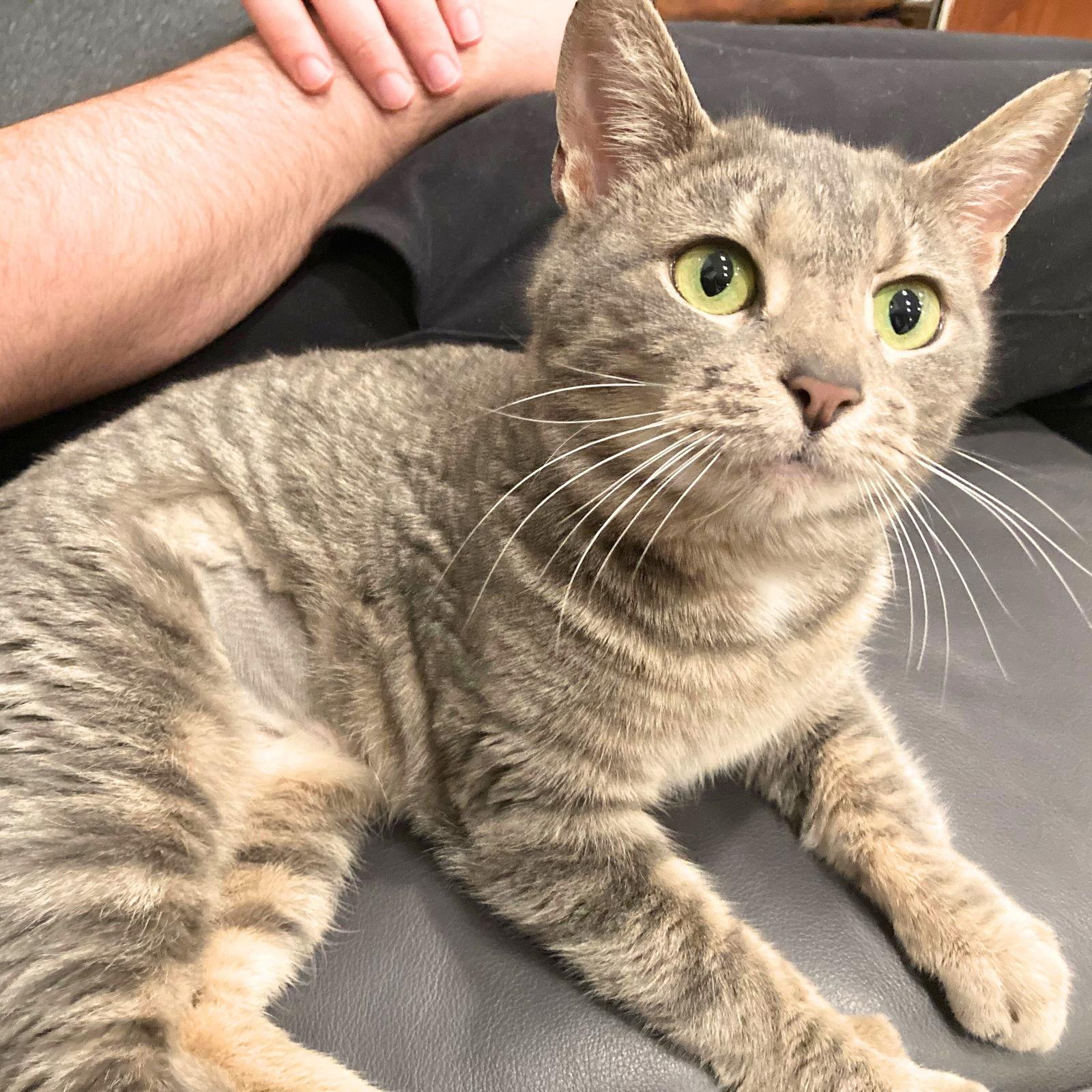 Flying Spaghetti Monster