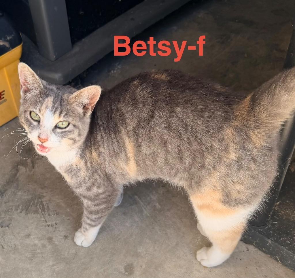 Betsy