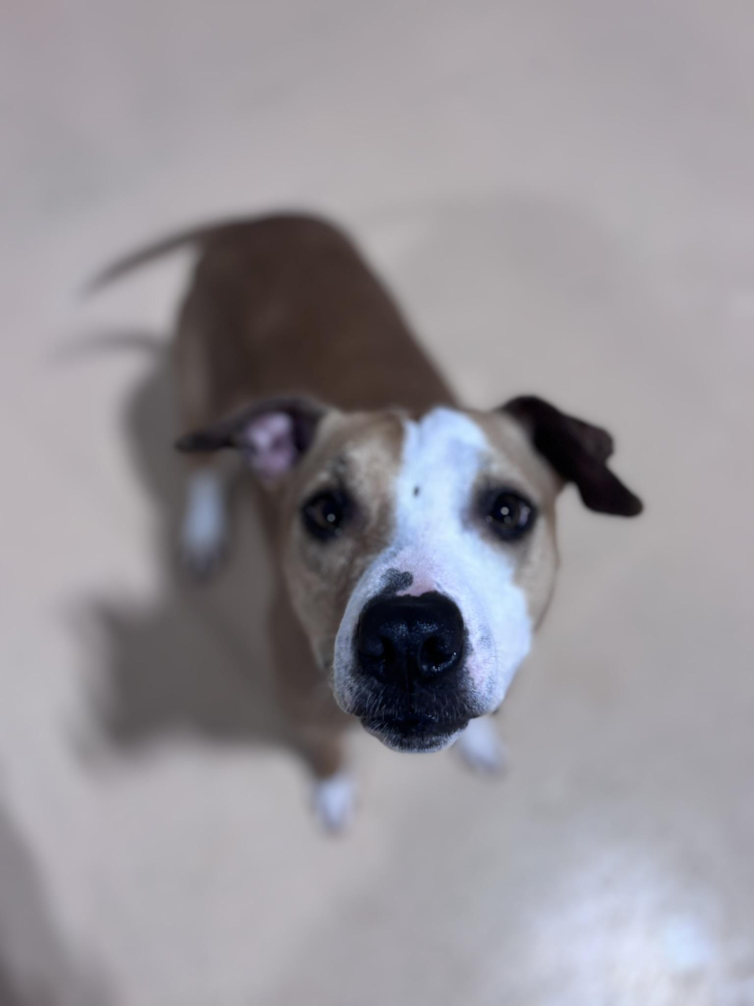 Bonded Pair Ellie And