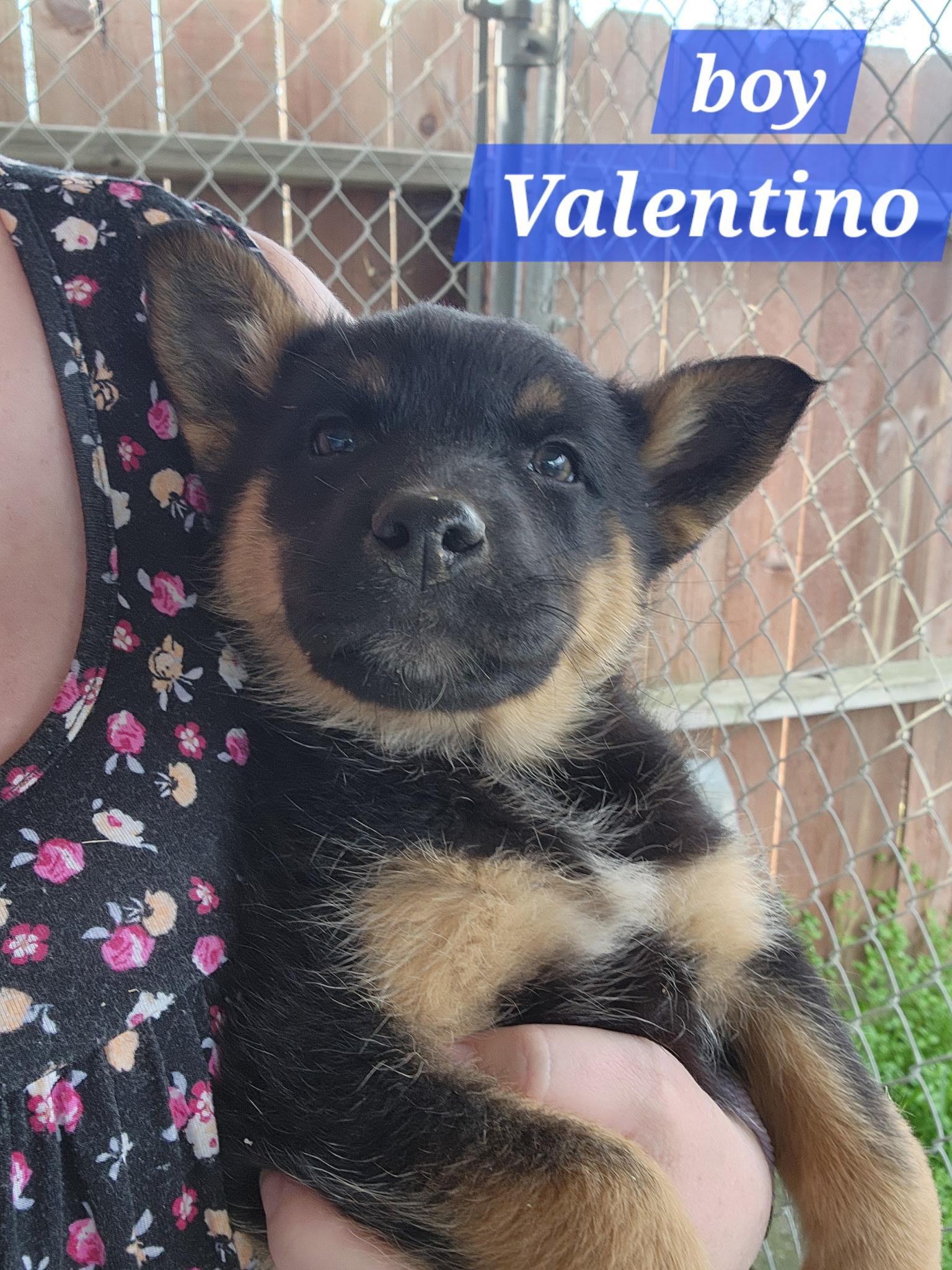 Valentino