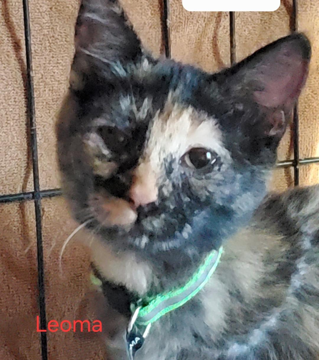 Leoma