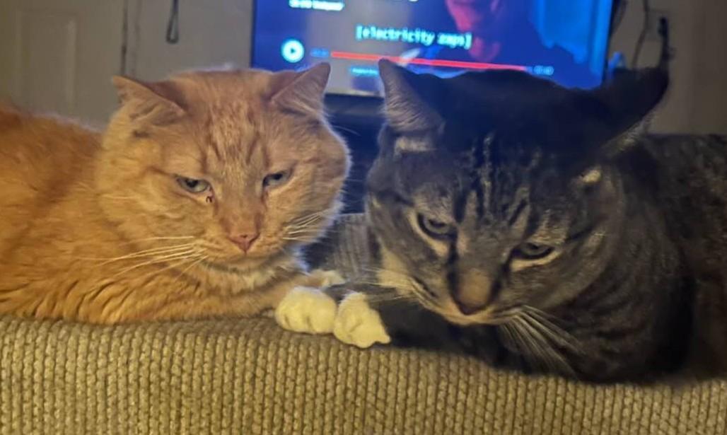 Garfield & Gordo