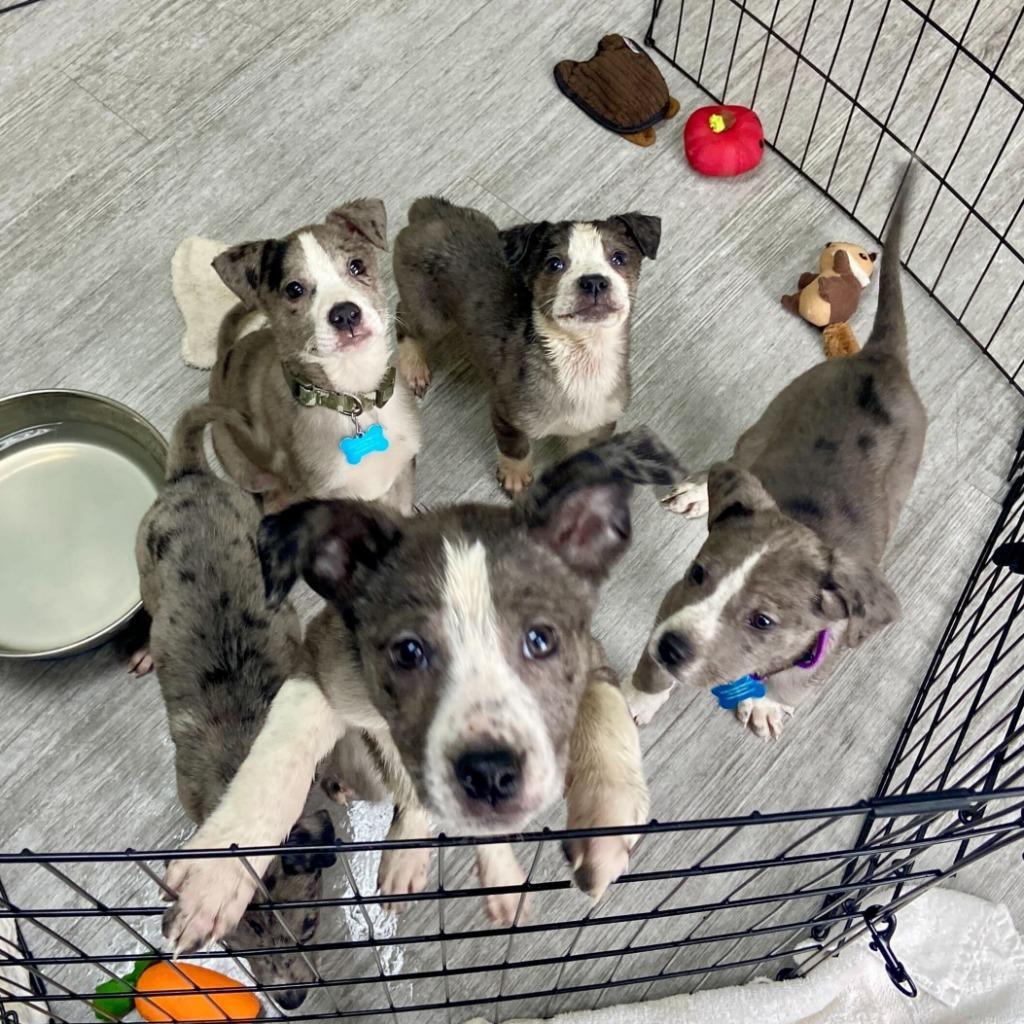 New Orleans Food Dishes