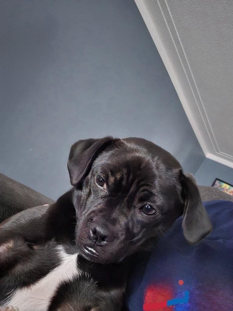 Pug Piglet Four Toes