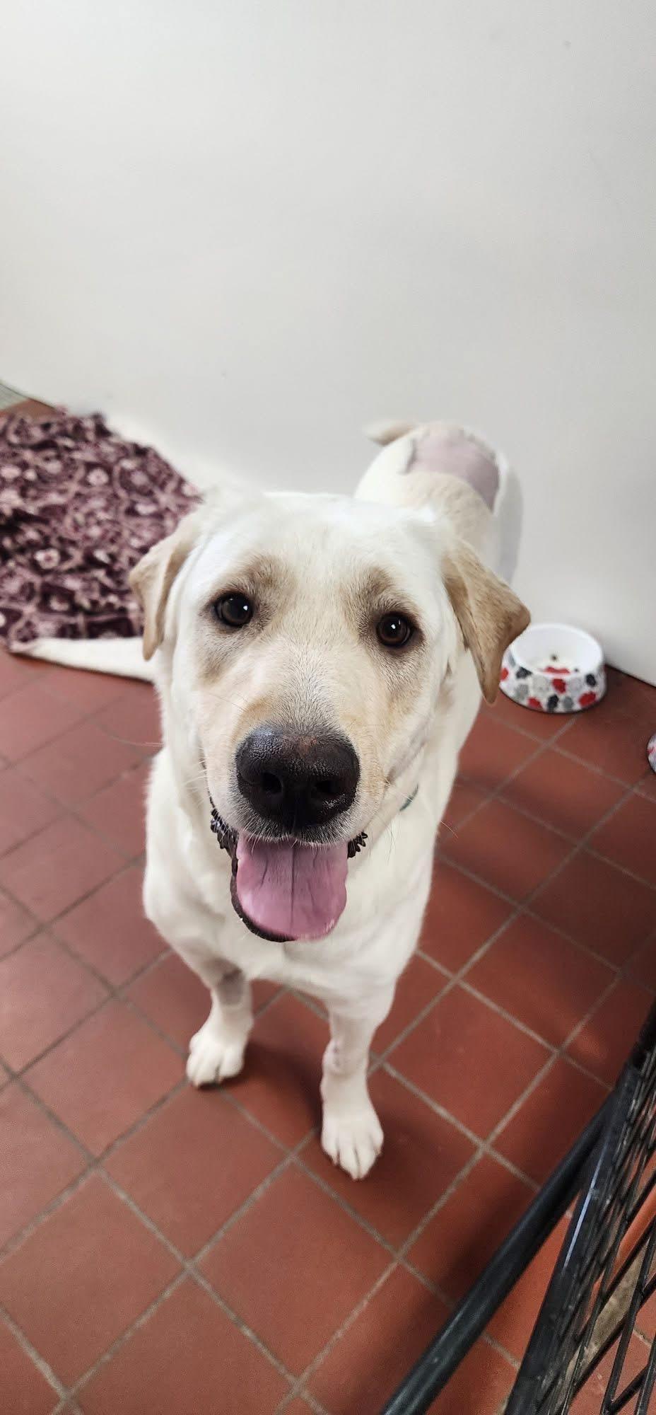 Maplelocated At Local Vet