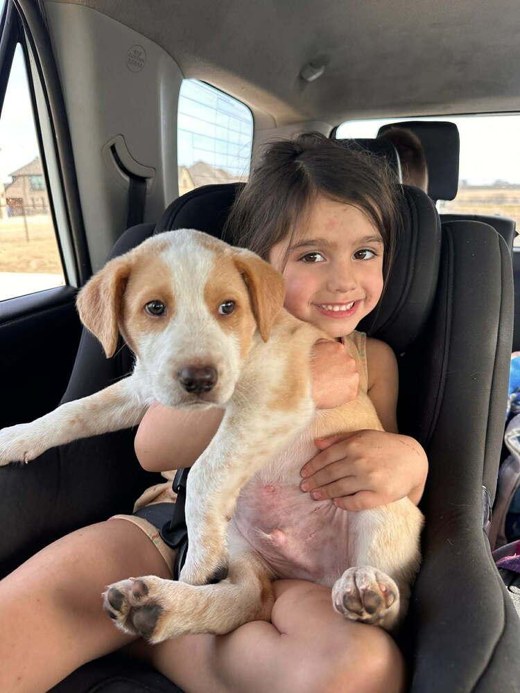 Down Under Pups: Wallaby