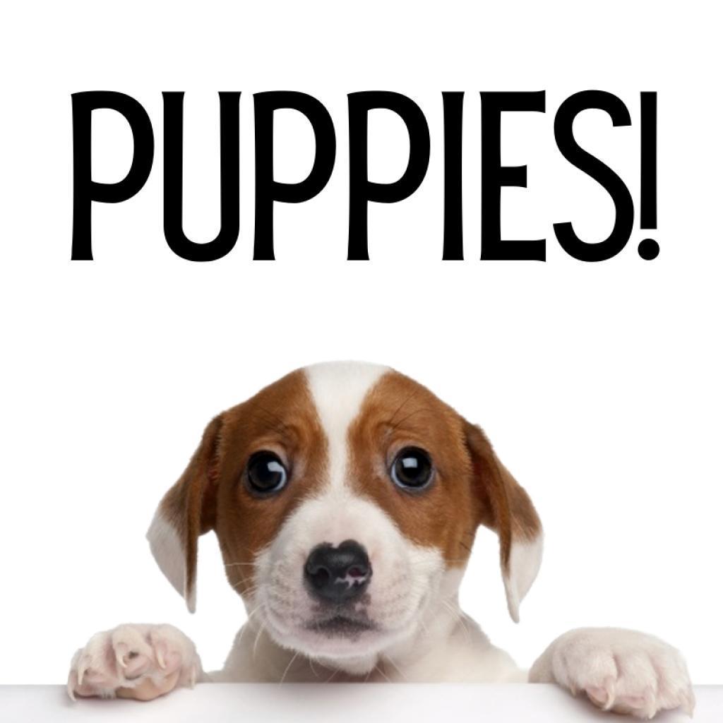 Puppies