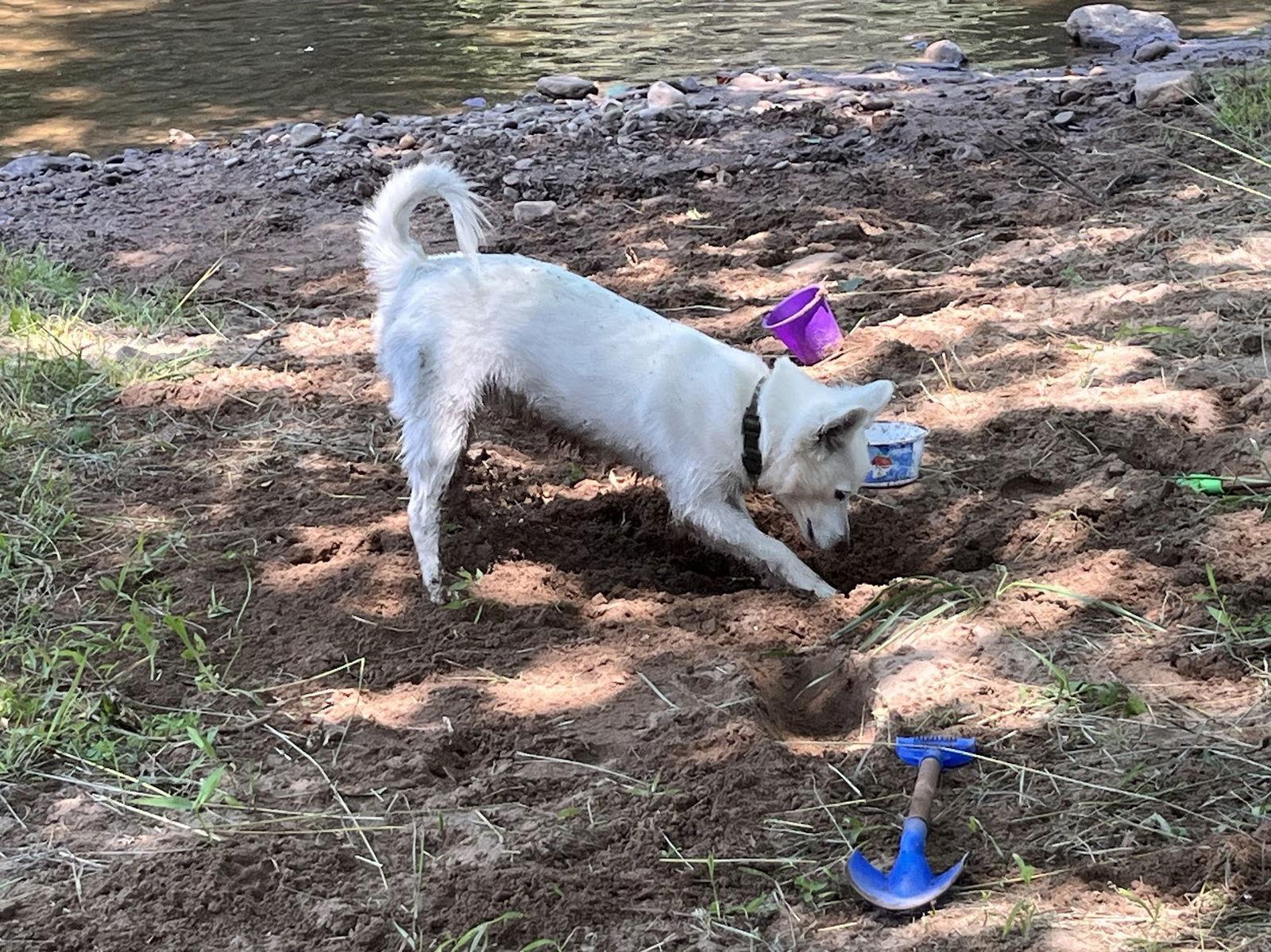 Teddy Of Westernport Md