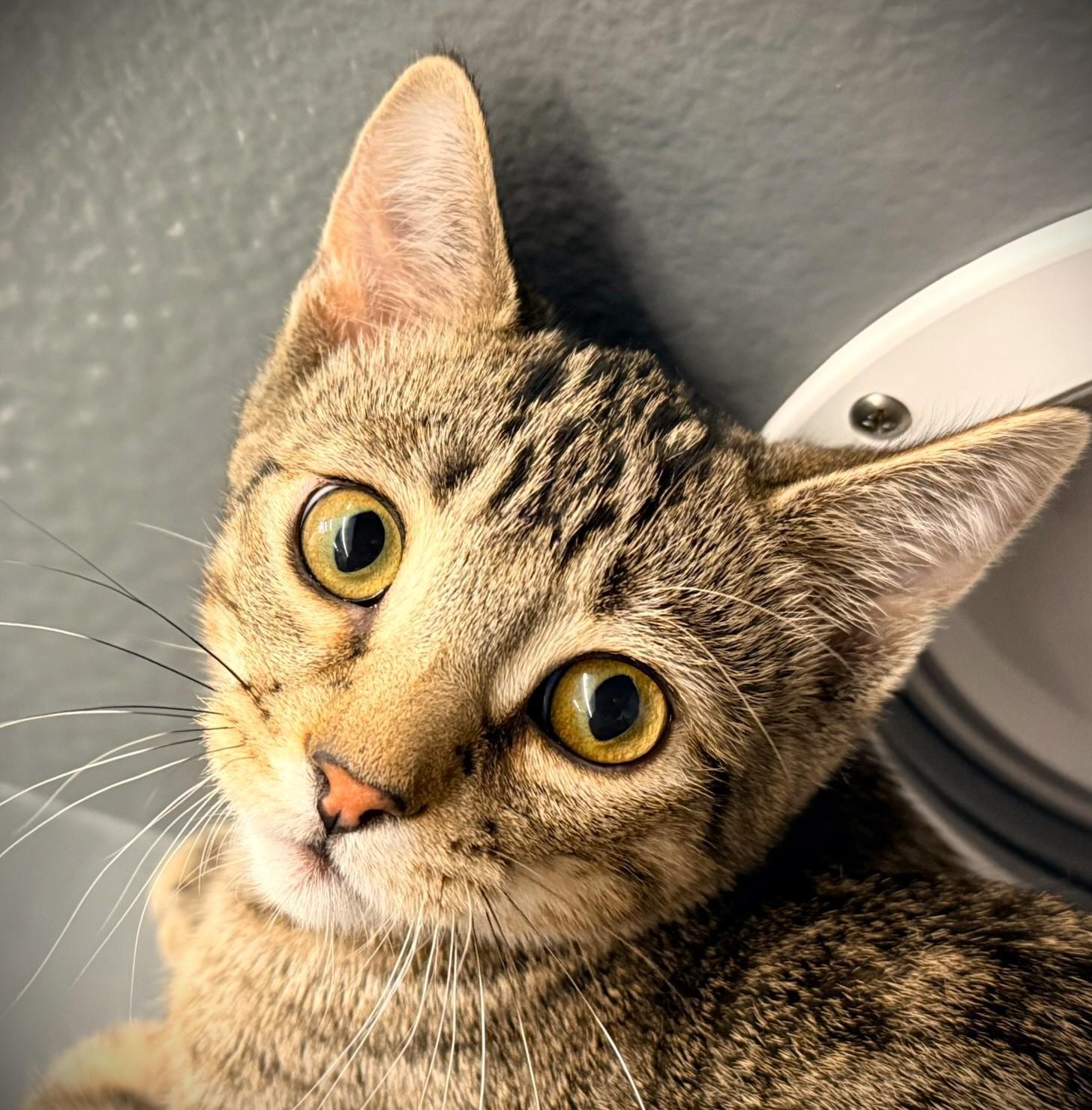 Frankie @ Petsmart Mankato