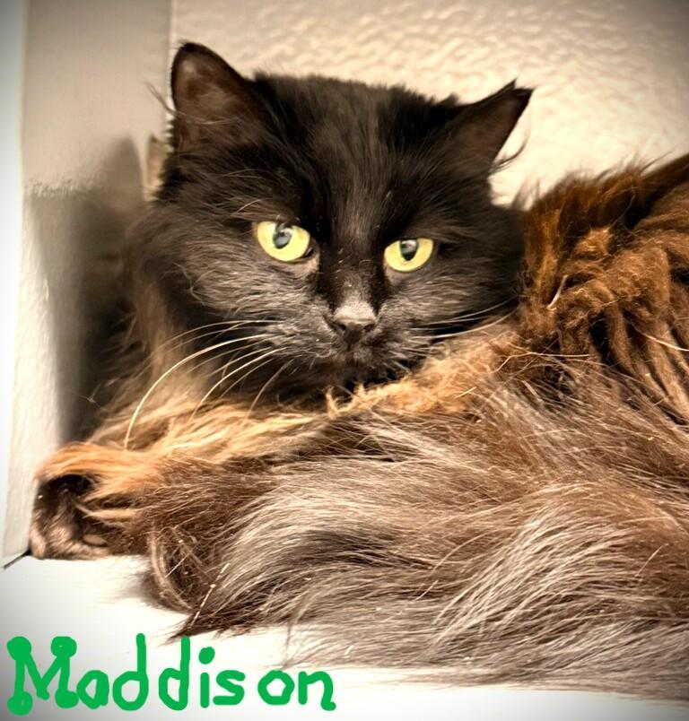 Maddison @ Petsmart Mankato