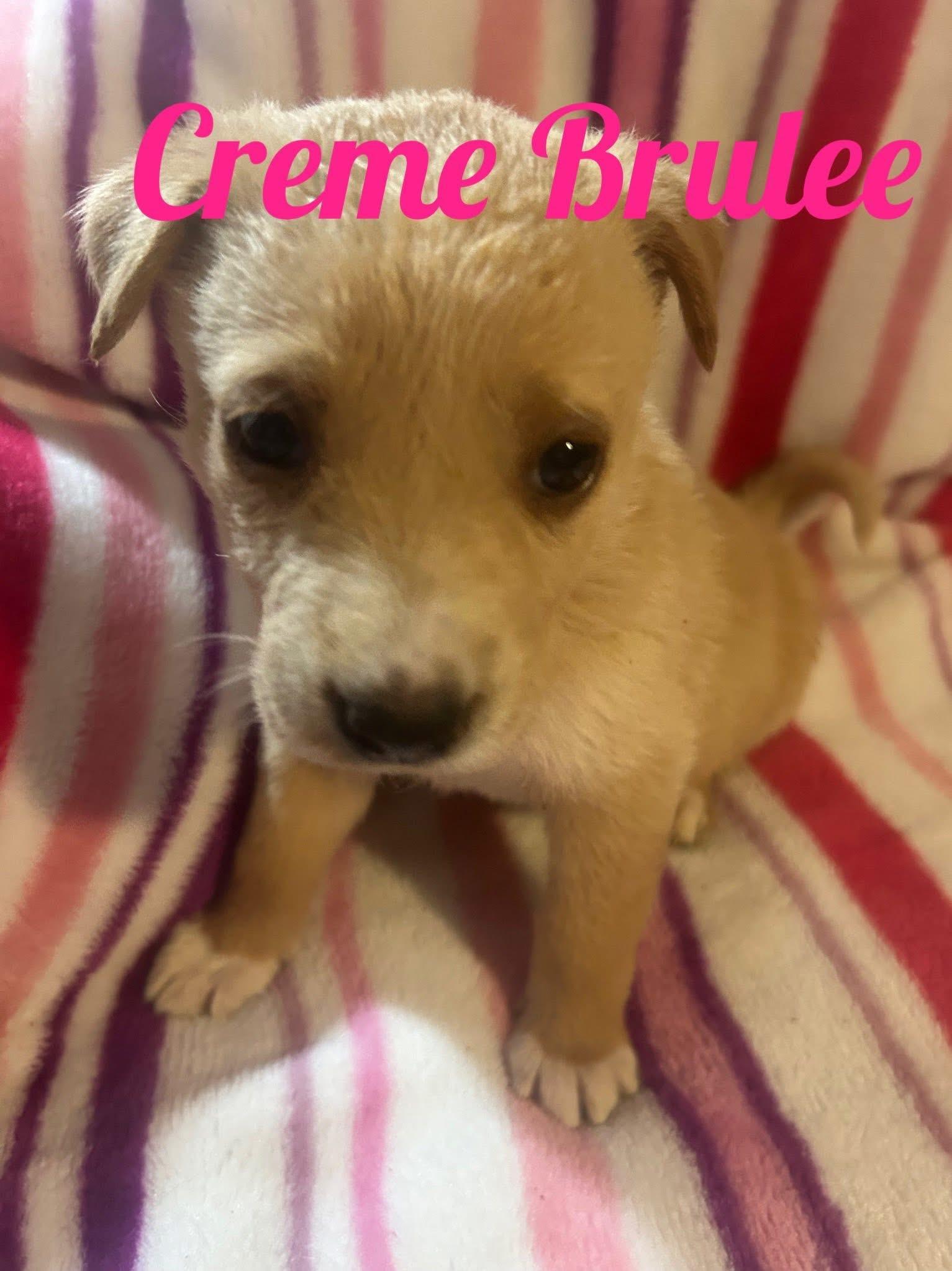 Sweettreatscremebrulee