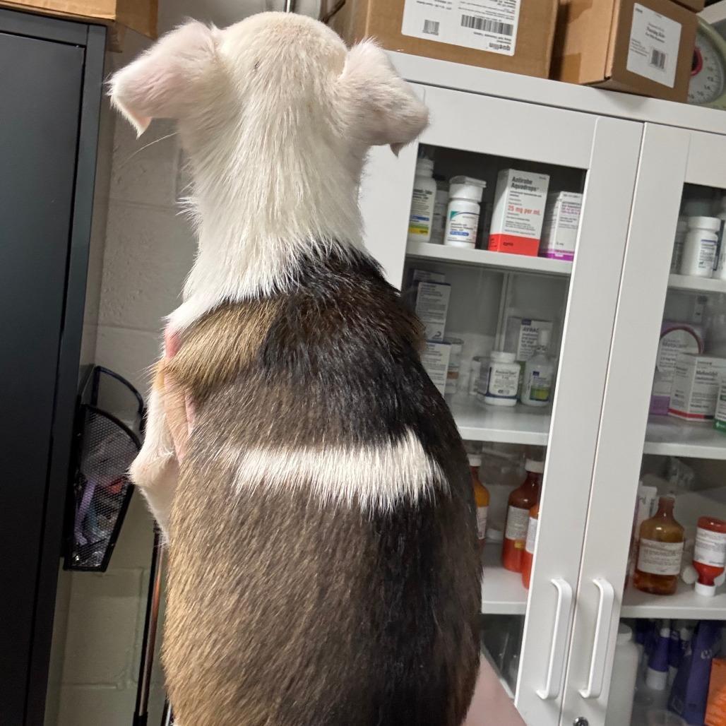 Cinnamon Raisin Bagel