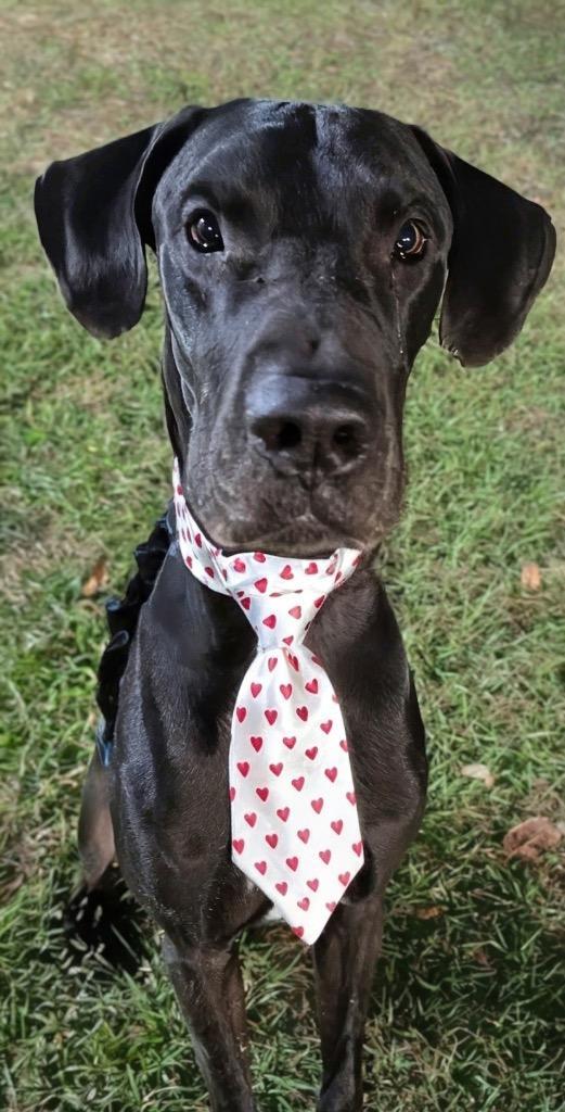 Zeusbeatiful Big Boy!