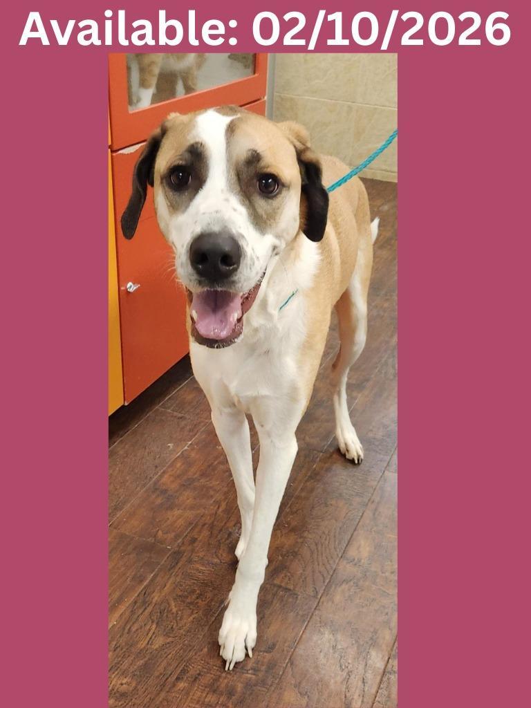 Dog Kennel Buttercup