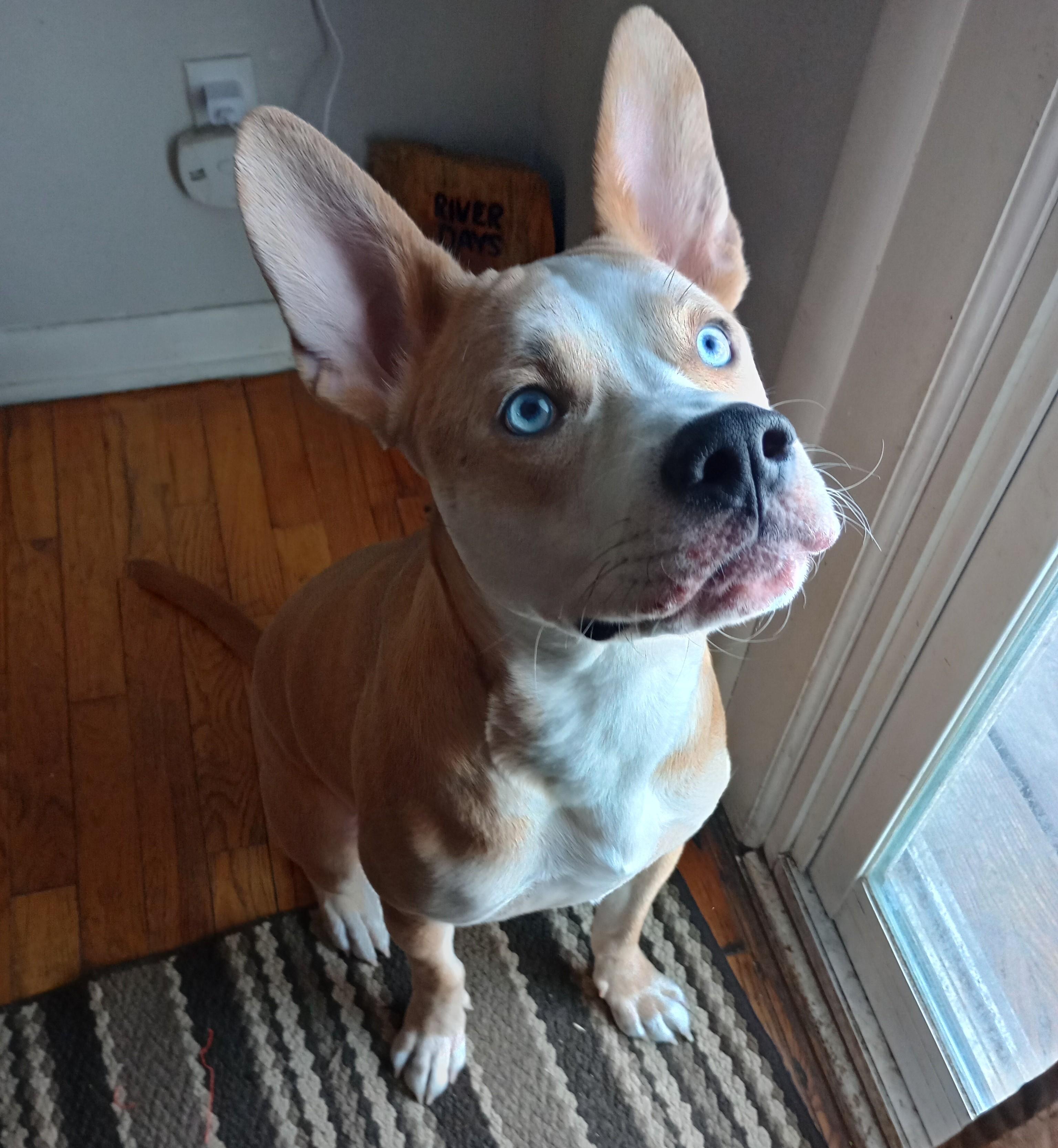 Bambi Courtesy Listing