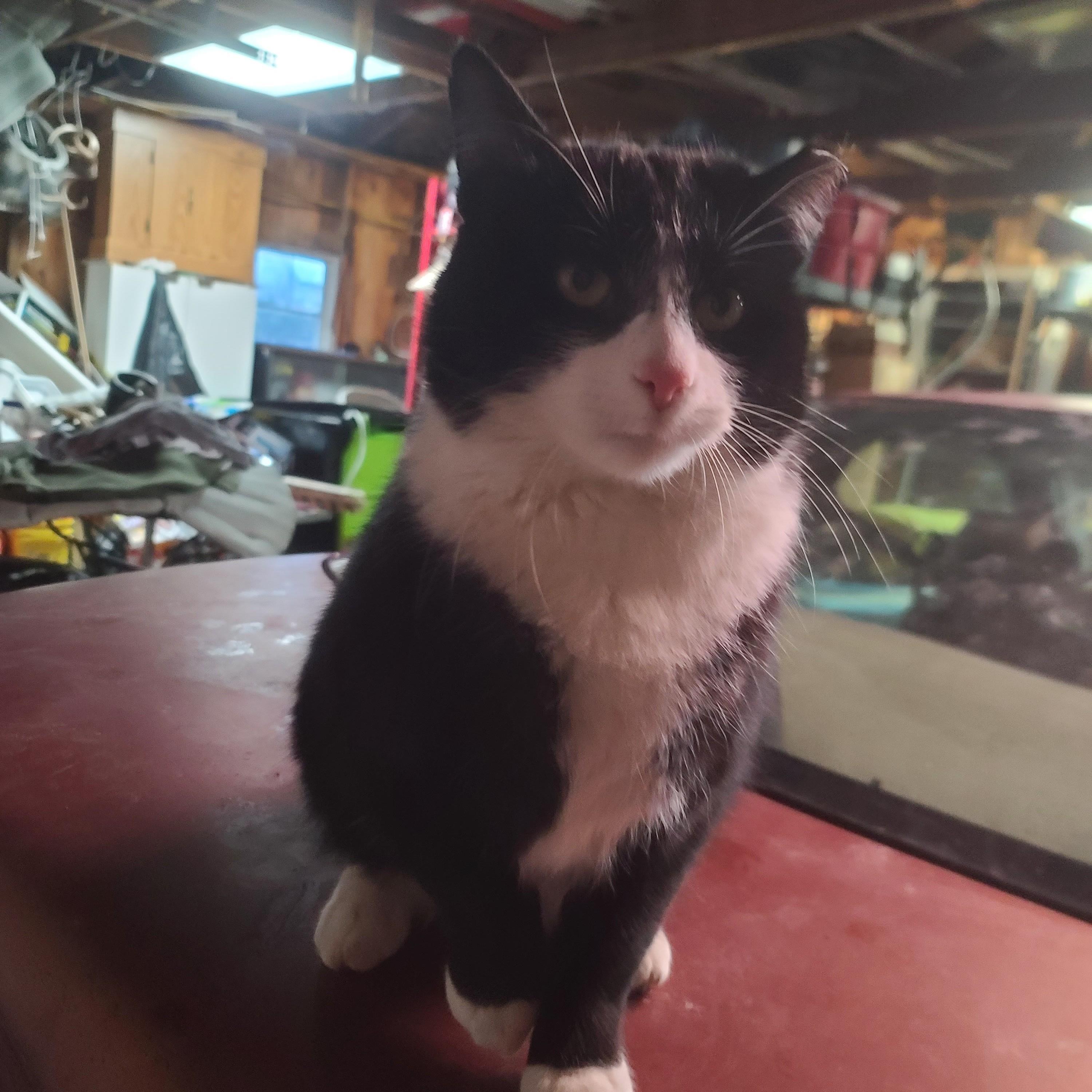 Sylvester Courtesy Listing