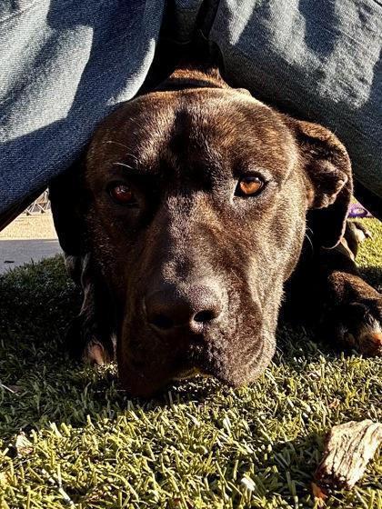 French Toast Casserole