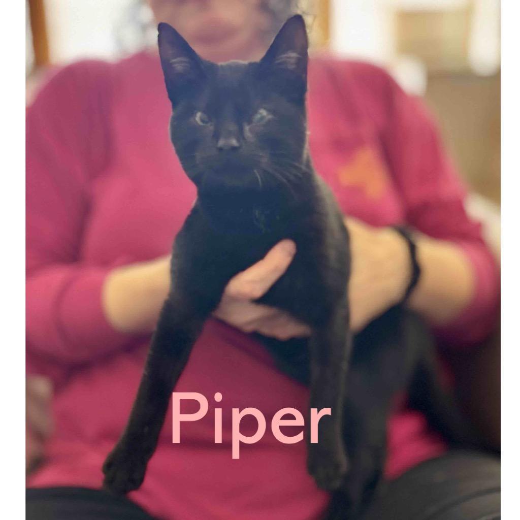 Piper