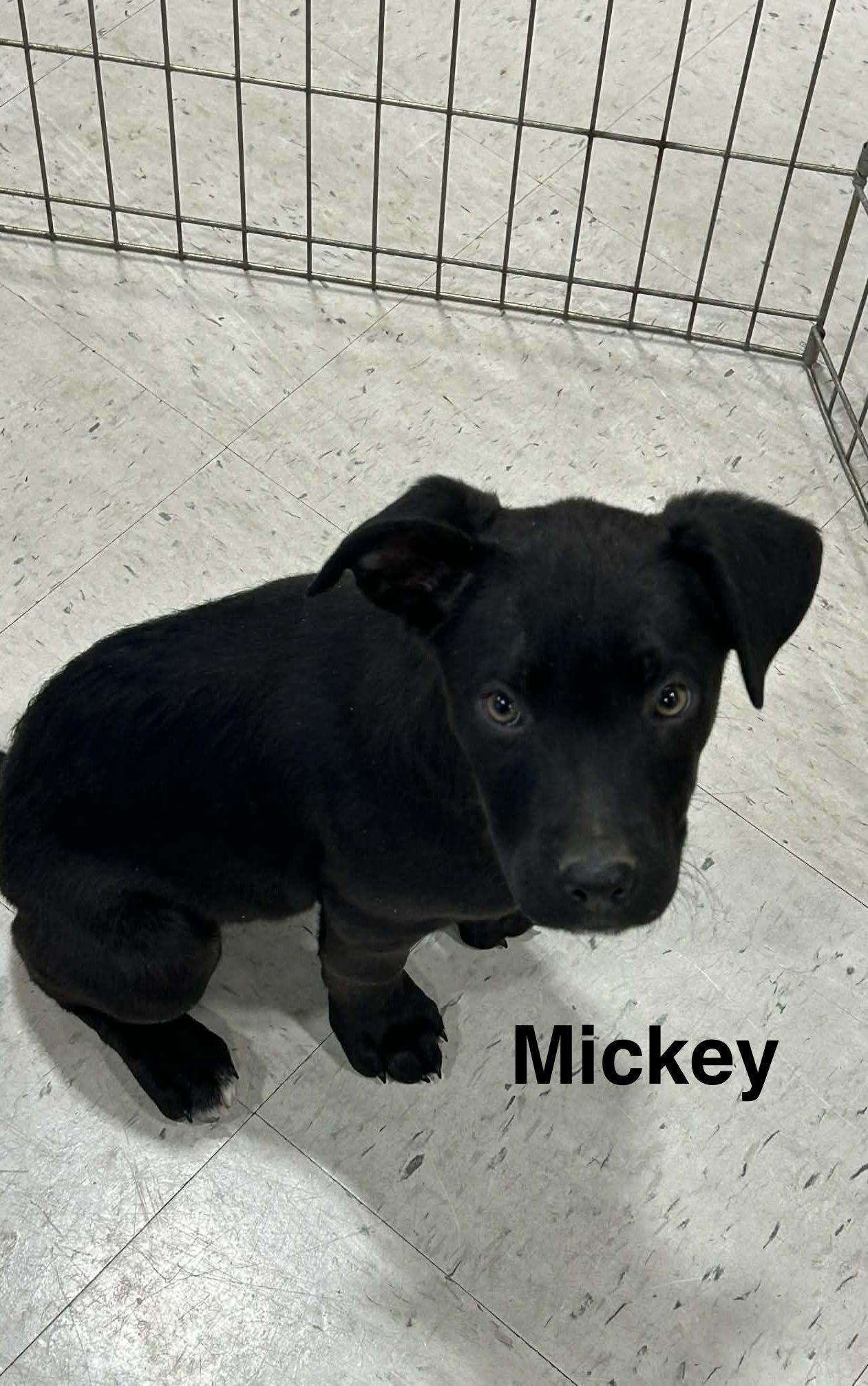 Mickey