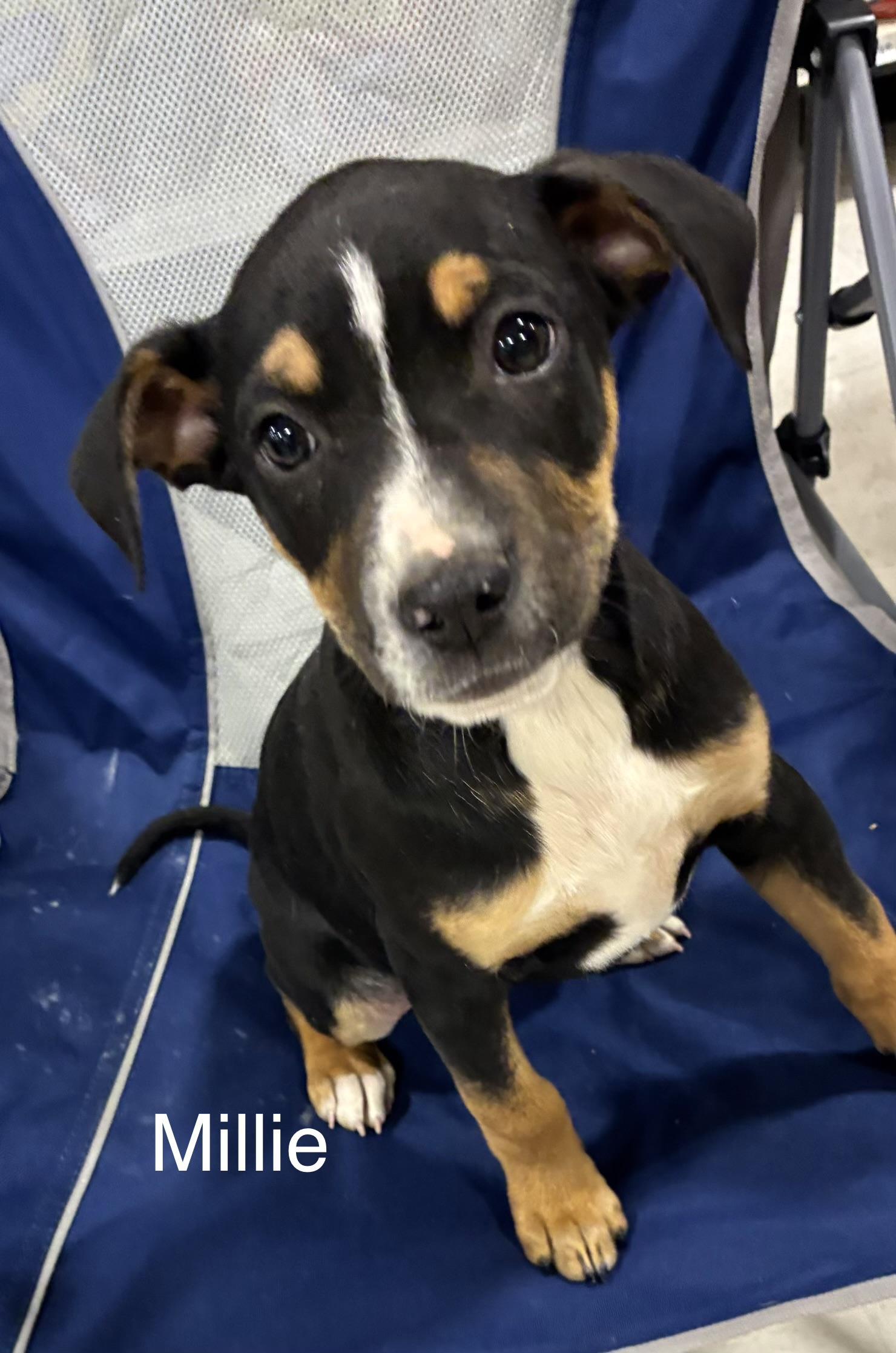 Millie