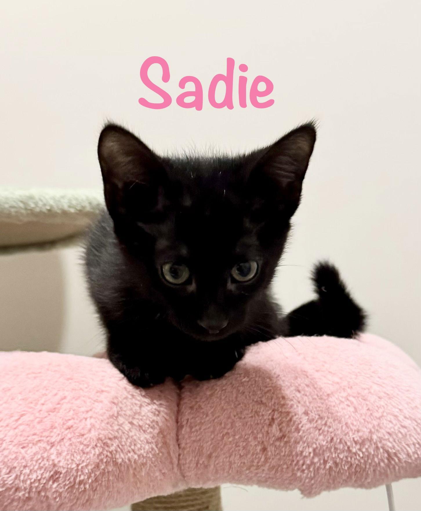 Sadie